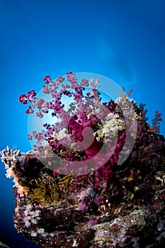 Scuba diving, coral reef, fish, marine life