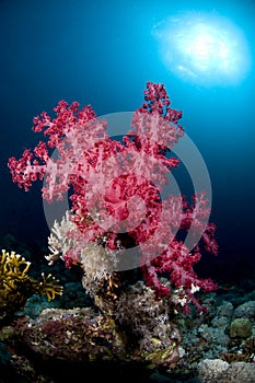 Scuba diving, coral reef, fish, marine life