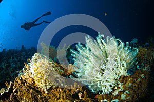 Scuba diving crinoid bunaken sulawesi indonesia lamprometra sp. underwater