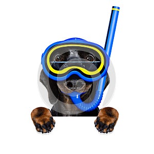 Scuba diving dog