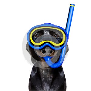 Scuba diving dog