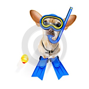 Scuba diving dog