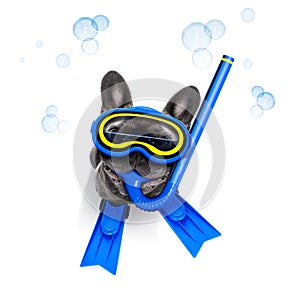 Scuba diving dog