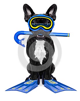Scuba diving dog