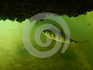 Scuba diving in a freshwater lake Most perca fluviatilis