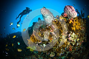 Scuba diving giant sponge bunaken sulawesi indonesia underwater