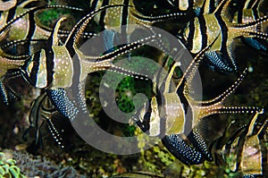 Scuba diving lembeh indonesia banggai cardinalfish underwater