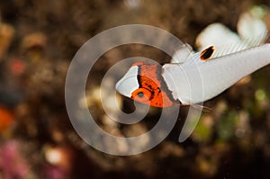 Scuba diving lembeh indonesia bicolor parrotfish