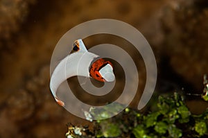 Scuba diving lembeh indonesia bicolor parrotfish