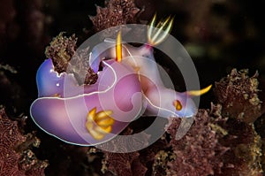 Scuba diving lembeh indonesia chromodoris purple nudibranch