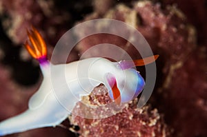 Scuba diving lembeh indonesia chromodoris white nudibranch