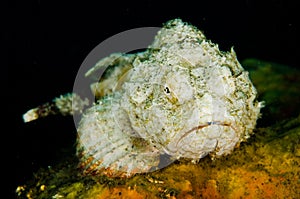 Scuba diving lembeh indonesia devil scorpionfish