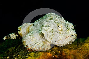 Scuba diving lembeh indonesia devil scorpionfish