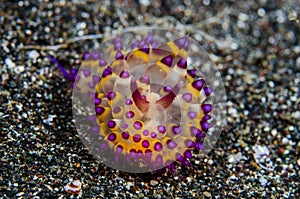 Scuba diving lembeh indonesia janolus nudibranch