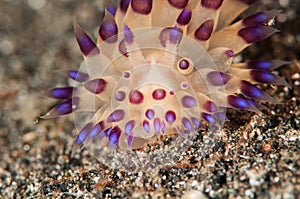 Scuba diving lembeh indonesia janolus nudibranch