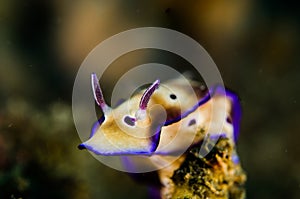 Scuba diving lembeh indonesia nudibranch diver photo
