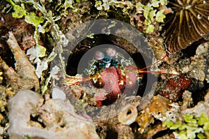 Scuba diving lembeh indonesia peacock mantis spawning underwater spawn