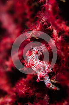 Scuba diving lembeh indonesia pygmy seahorse