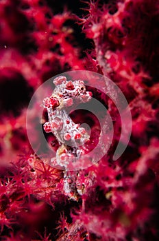 Scuba diving lembeh indonesia pygmy seahorse