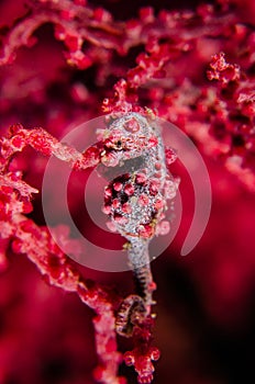 Scuba diving lembeh indonesia pygmy seahorse photo