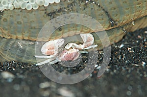 Scuba diving lembeh indonesia spotted porcelain crab underwater