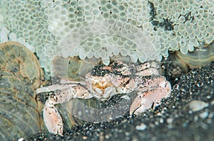 Scuba diving lembeh indonesia spotted porcelain crab underwater