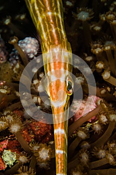 Scuba diving lembeh indonesia trumpetfish underwater