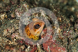 Scuba diving lembeh indonesia underwater chestnut jawfish