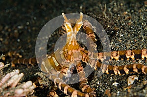 Scuba diving lembeh indonesia wanderpus octopus