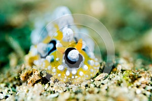 Scuba diving lembeh strait indonesia phyllidia ocellata nudibranch