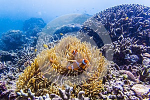 scuba diving with nemo fish