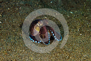 Scuba diving octopus lembeh strait indonesia underwater