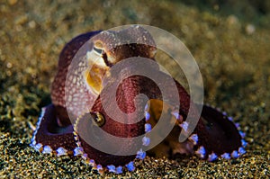Scuba diving octopus lembeh strait indonesia underwater