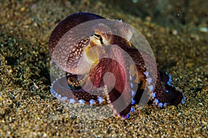 Scuba diving octopus lembeh strait indonesia underwater