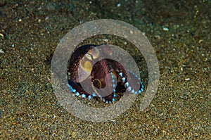 Scuba diving octopus lembeh strait indonesia underwater photo