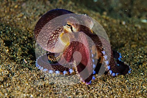 Scuba diving octopus lembeh strait indonesia underwater photo