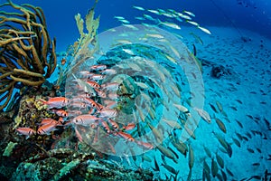Scuba diving off the Dutch Caribbean island of Sint Maarten