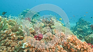 Scuba diving past hard corals at rainbow reef in fiji