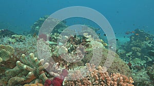 scuba diving past hard corals at rainbow reef in fiji