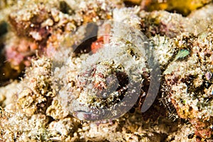 Scuba diving scorpionfish bunaken indonesia underwater