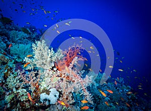 Scuba diving in the southern Red Sea, Egypt