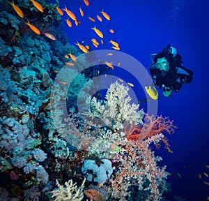 Scuba diving in the southern Red Sea, Egypt