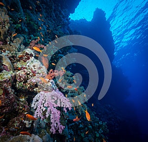 Scuba diving in the southern Red Sea, Egypt