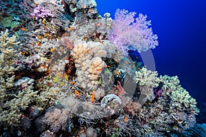 Scuba diving in the southern Red Sea, Egypt