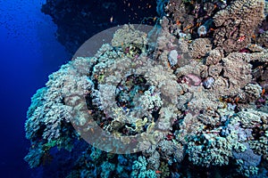 Scuba diving in the southern Red Sea, Egypt