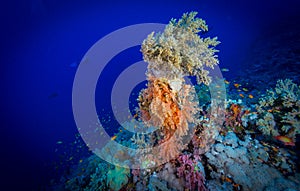 Scuba diving in the southern Red Sea, Egypt