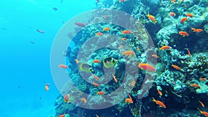 Scuba Diving. The Underwater World of the Red Sea with Colored Fish and a Coral Reef