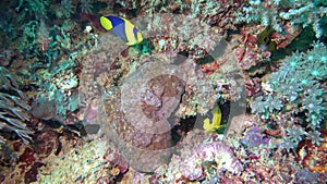 Scuba diving. The underwater world of the sea with colored fish and a coral reef. Tropical reef marine. Beautiful