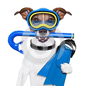 Scuba dog photo