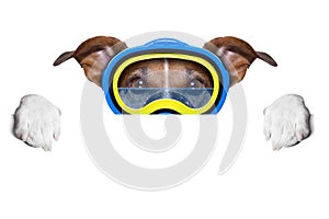 Scuba dog